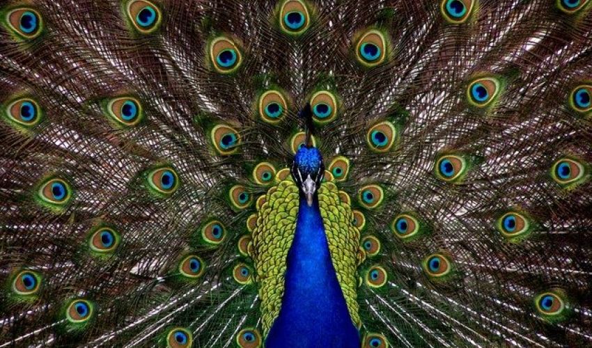 Drept Fiscal și Drept Penal al Afacerilor